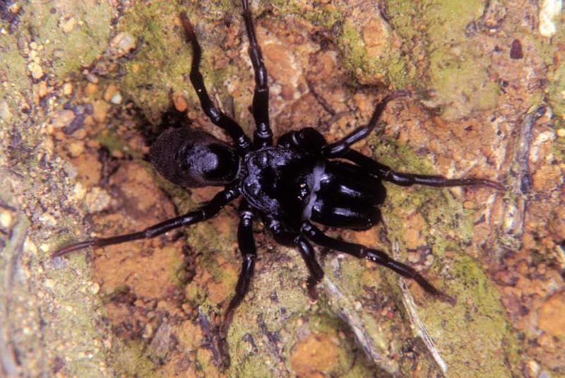 Atypus_piceus_P1080_Z_92_Les Gris_Frankrijk.jpg